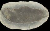 Fossil Fern (Macroneuropteris) Pos/Neg - Mazon Creek #121174-2